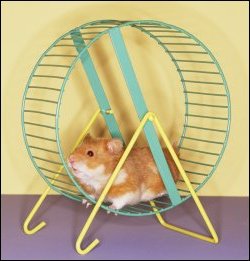 Gerbil on an exercise wheel.