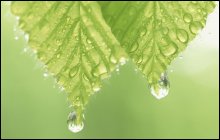 Leaves with water