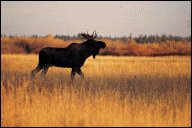 A male moose.