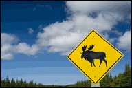 Moose crossing sign.