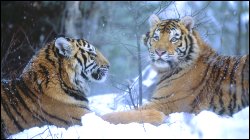 Pair of tigers, symbolizing equal professionals.
