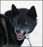 A dog snarling as a sign of aggression.