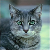 A beautiful gray cat with green eyes.