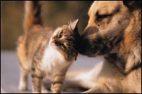 A kitten rubs up near a dog.