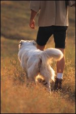 Walking a dog who has been trained to heel.