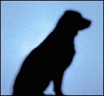 A silhouette of a dog.