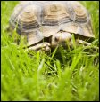 Turtle or tortoise plodding through grass. Tortoise and the hare.