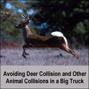 A deer running. Sometimes deer run out in front of vehicles, causing damage.