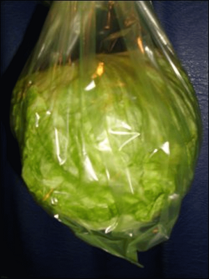 Iceberg lettuce in a Debbie Meyers Green Bag.