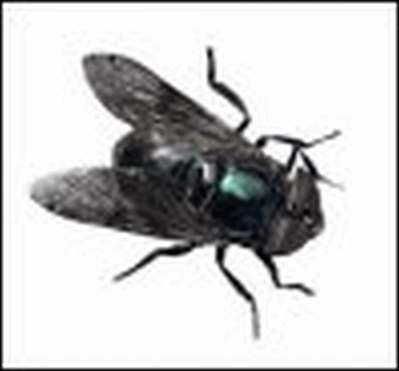 Get rid of flies like this common housefly.