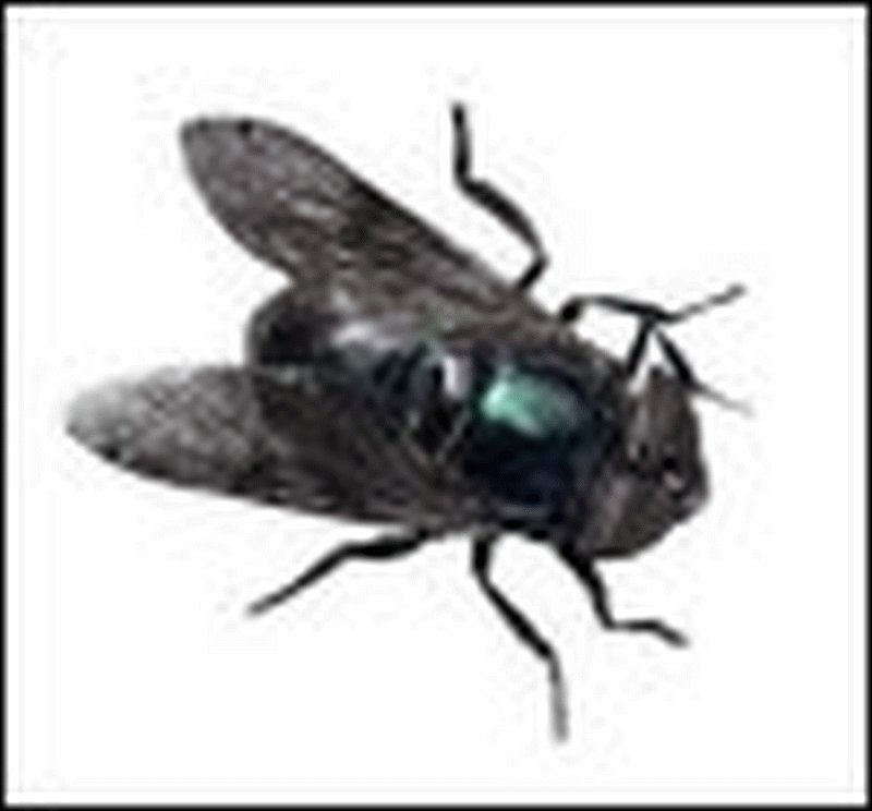 https://truck-drivers-money-saving-tips.com/wp-content/uploads/2019/01/dgl-housefly-fly-100x93.png