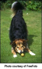 A dog in a playful mood, with a ball.