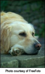 A dog resting.