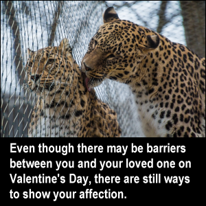Even though there may be barriers between you and your loved one on Valentine's Day, there are still ways to show your affection.