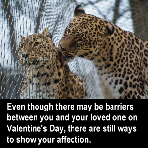 https://truck-drivers-money-saving-tips.com/wp-content/uploads/2019/01/leopards-separated-barrier-fence-lick-affection-love-2119883.png