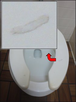 The toilet seat in Shower #4 at the Pilot in Florence, SC, had a couple of deep pits in it. One is shown in the inset.