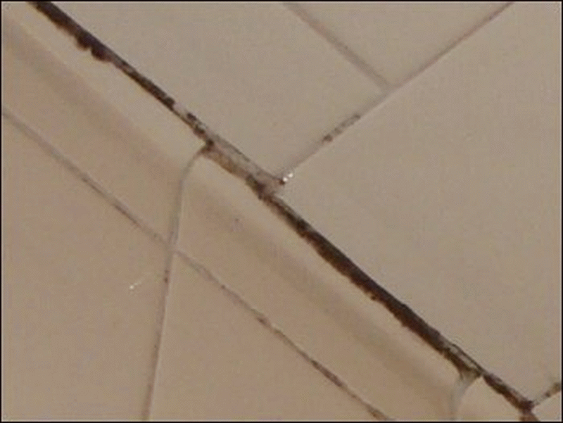 A close-up of the mold or mildew situation from the photo above.