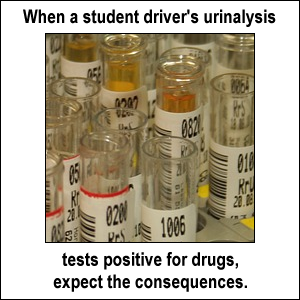 When a student driver's urinalysis tests positive for drugs, expect the consequences.