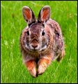 Hare or rabbit hopping through grass. Tortoise and the hare.