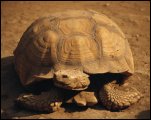 In the race between the tortoise and hare, did the tortoise win?