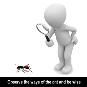 Observe the ways of the ant and be wise.
