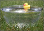 rubber duck in a water bowl
