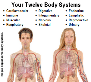 Your Twelve Body Systems